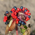 P. mlokosewitschii